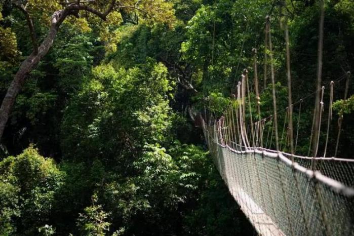 Hidden gems in KL-Taman Tugu Forest Trail